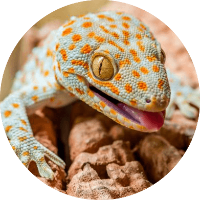 Gecko